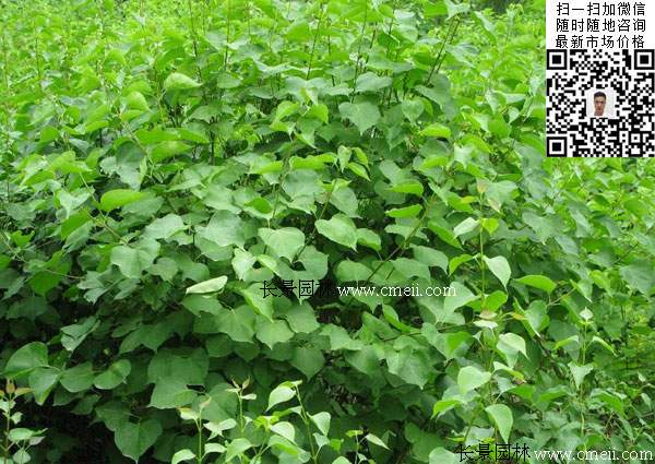 丁香花丁香樹 丁香花丁香樹