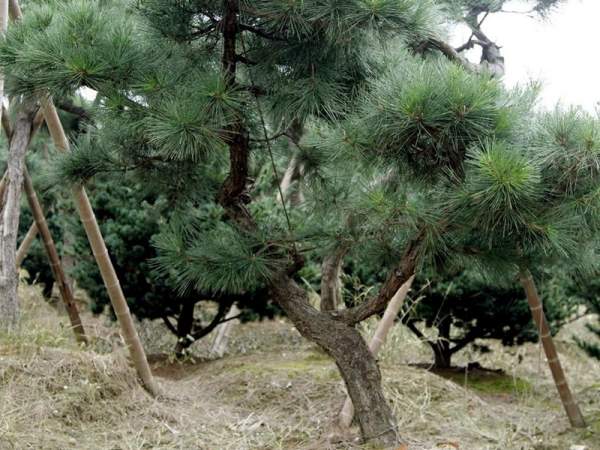 造型黑松樹哪里便宜？哪家的質量好？