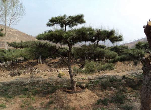 造型黑松樹哪里便宜？哪家的質量好？