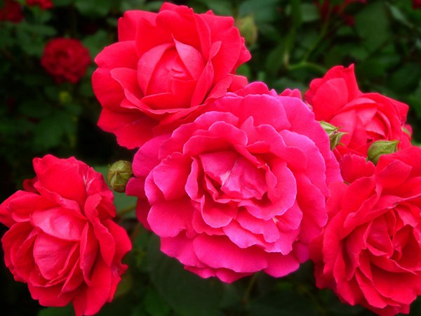哪里有薔薇花苗賣？薔薇花苗批發(fā)