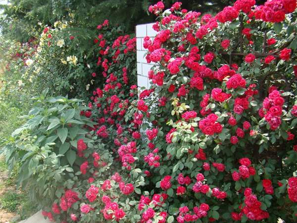 哪里有薔薇花苗賣？薔薇花苗批發(fā)