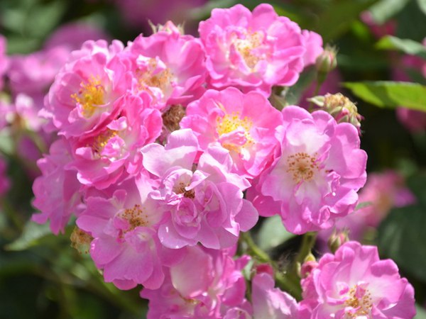 哪里有薔薇花苗賣？薔薇花苗批發(fā)