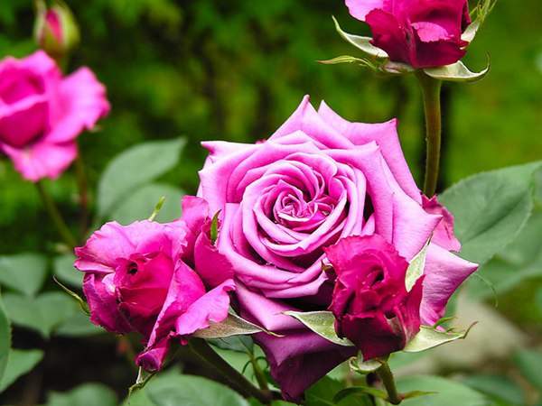哪里有薔薇花苗賣？薔薇花苗批發(fā)