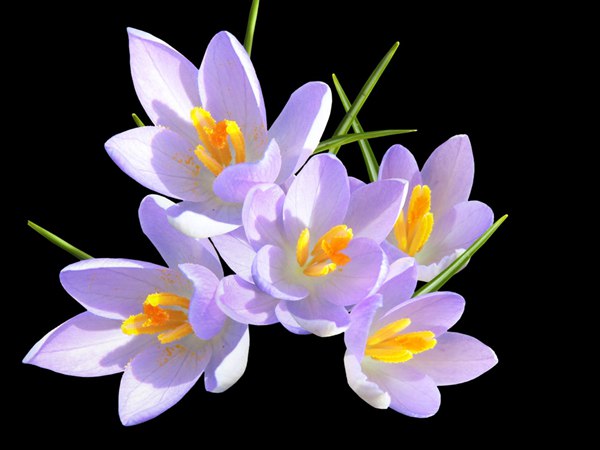 丁香花的花語是什么？