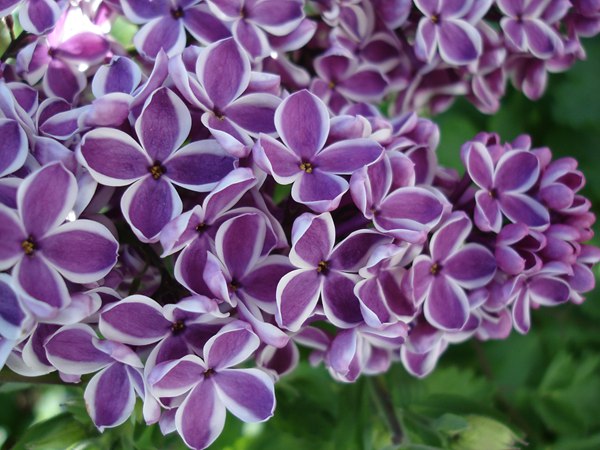 丁香花的花語是什么？