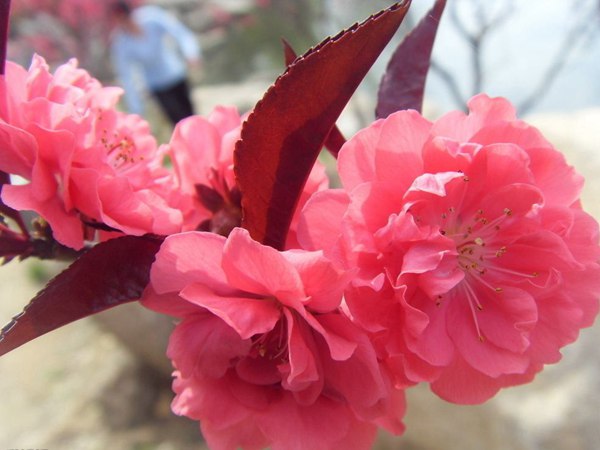 紅葉碧桃花期有多長(zhǎng),幾月份開(kāi)花?