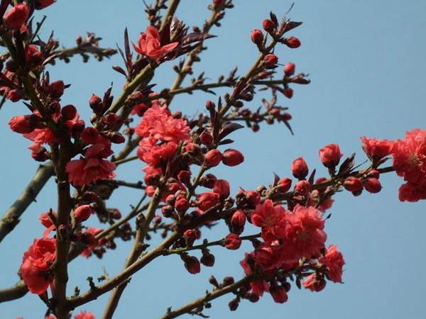 紅葉碧桃花期有多長(zhǎng),幾月份開(kāi)花?