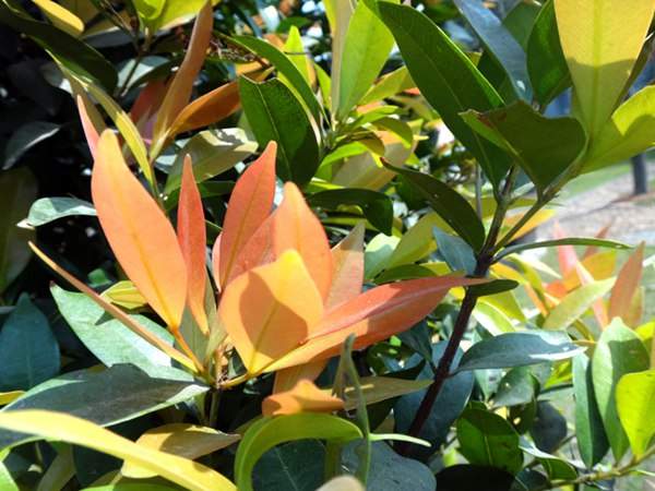 紅車(chē)木