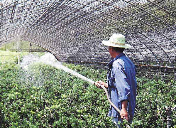 綠化苗木起苗出圃都有哪些注意事項(xiàng)?