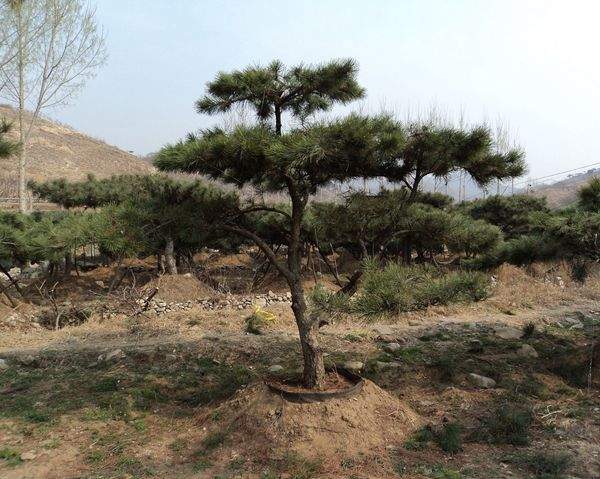 黑松景觀樹 黑松景觀樹