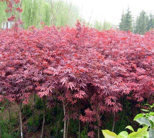 紅楓 紅楓