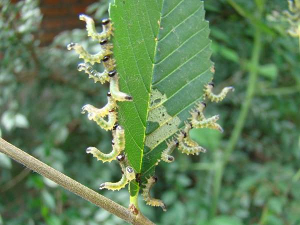 榆葉蜂 榆葉蜂