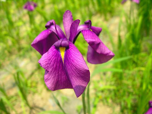 唐菖蒲 唐菖蒲