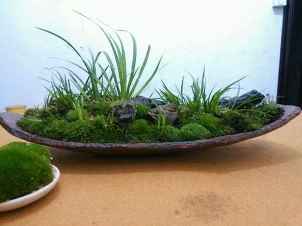 石菖蒲 石菖蒲