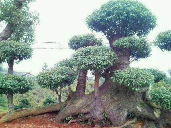 香樟樹 香樟樹