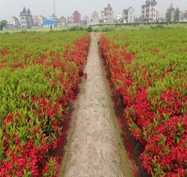 紅王子錦帶基地--長景園林 紅王子錦帶基地--長景園林
