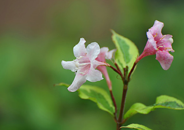 花葉錦帶花--長(zhǎng)景園林