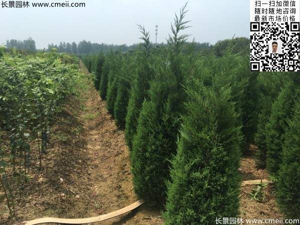 高度2.2米2.5米大蜀檜精品苗冠幅大 高度2.2米2.5米大蜀檜精品苗冠幅大