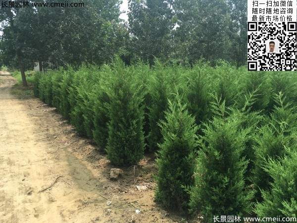高度60公分70公分80公分蜀檜大量供應(yīng) 高度60公分70公分80公分蜀檜大量供應(yīng)