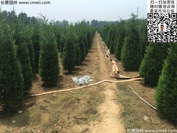 高度2.2米2.3米蜀檜大量供應(yīng)公路綠化植物 高度2.2米2.3米蜀檜大量供應(yīng)公路綠化植物