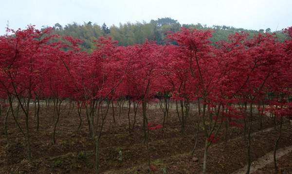 日本紅楓--長(zhǎng)景園林