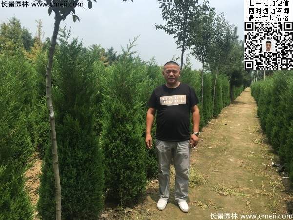 高度2米蜀檜圖片 高度2米蜀檜圖片