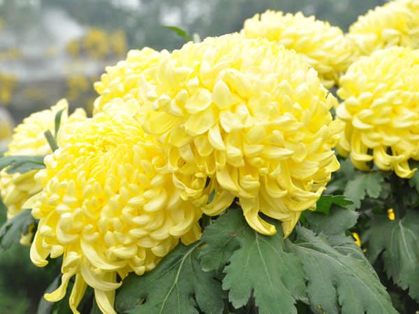 菊花 菊花