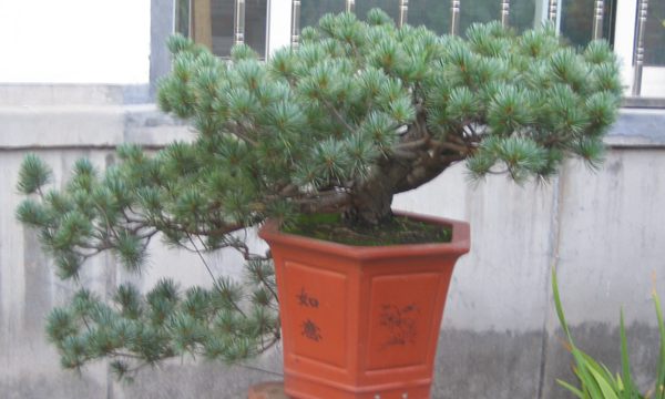 五針?biāo)稍煨?/> </p><p>
	五針?biāo)芍仓贻^矮，生長緩慢，葉短枝密，姿態(tài)高雅，樹形優(yōu)美，是制作盆景的上乘樹種，制作出的五針?biāo)傻脑煨颓ё税賾B(tài)，觀賞性非常好。</p>
      </div>



      
    </article>
  </main>

</div>
<footer id=