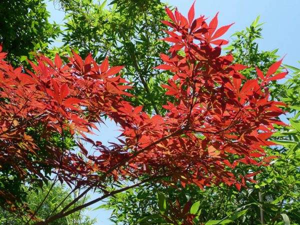 紅楓作衫，白楊為裙，美的傾國傾城！