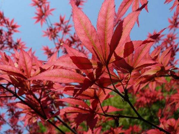 紅楓的三大用途,你知道哪個?