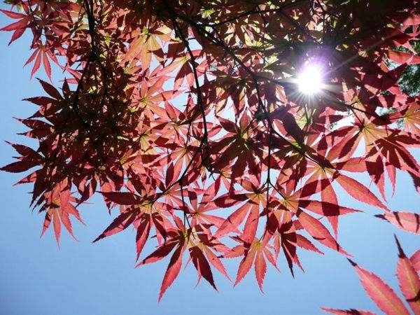 紅楓作衫，白楊為裙，美的傾國傾城！
