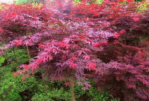 紅楓樹(shù)你不知的用途