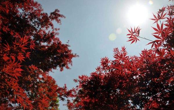 紅楓的三大用途，你知道哪個？！