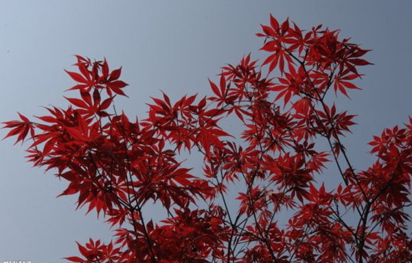 紅楓作衫，白楊為裙，美的傾國傾城！