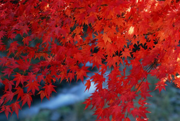 紅楓作衫，白楊為裙，美的傾國傾城！