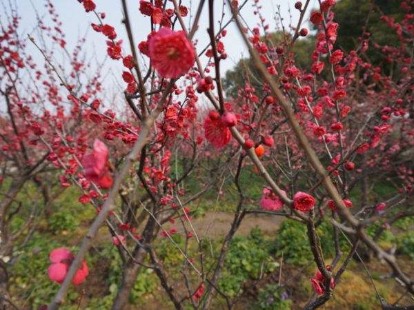 紅梅花 紅梅花