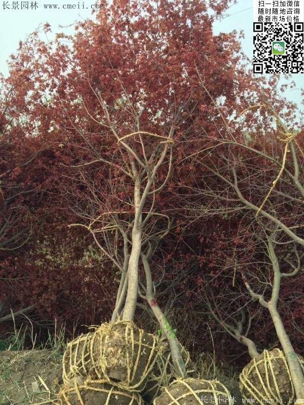 紅楓樹 紅楓樹