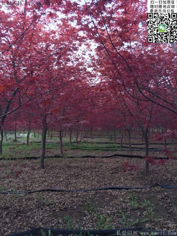 紅楓樹 紅楓樹