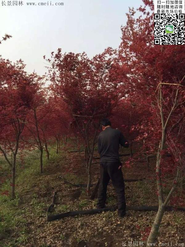 紅楓樹 紅楓樹