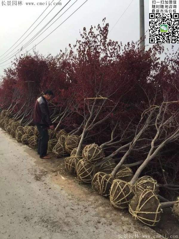 紅楓樹基地 紅楓樹基地