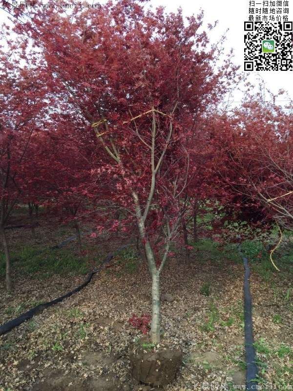 紅楓樹基地 紅楓樹基地