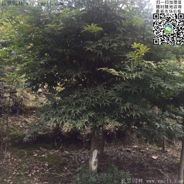 紅楓樹 紅楓樹