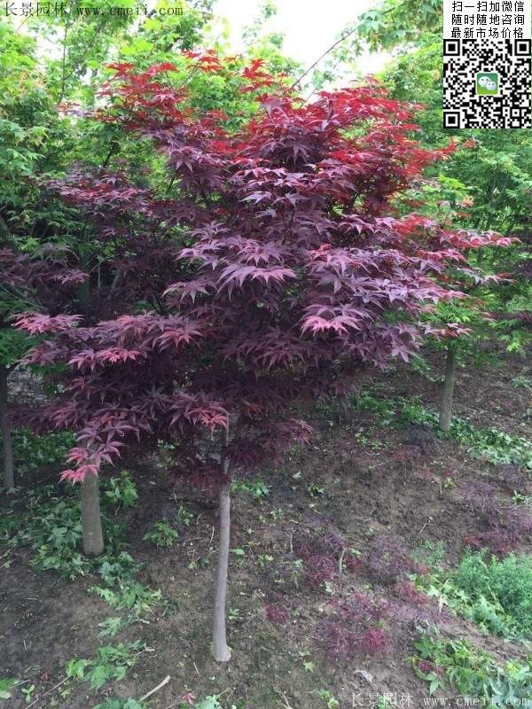紅楓樹 紅楓樹