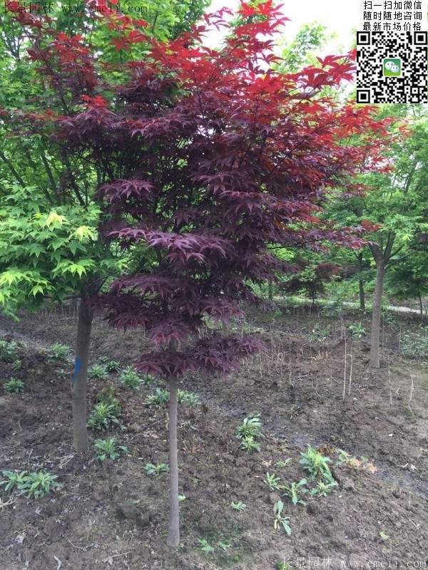 紅楓樹 紅楓樹