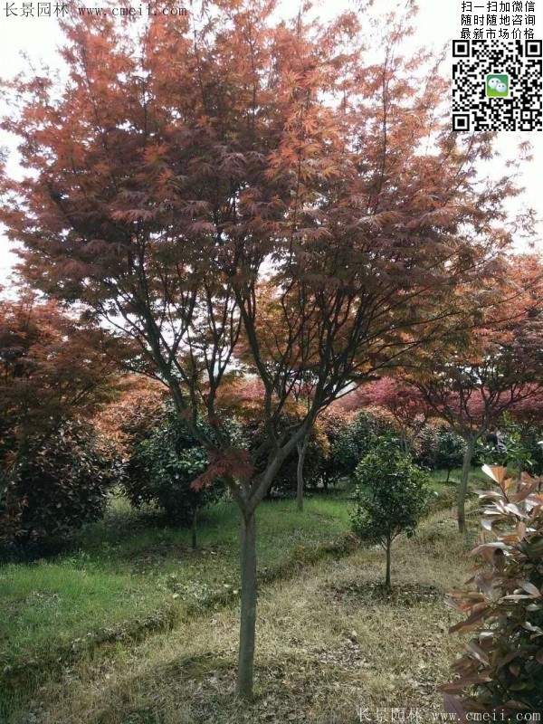 紅楓樹 紅楓樹