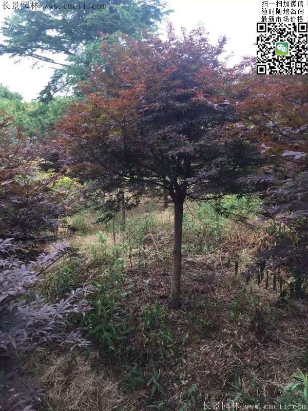 紅楓樹 紅楓樹