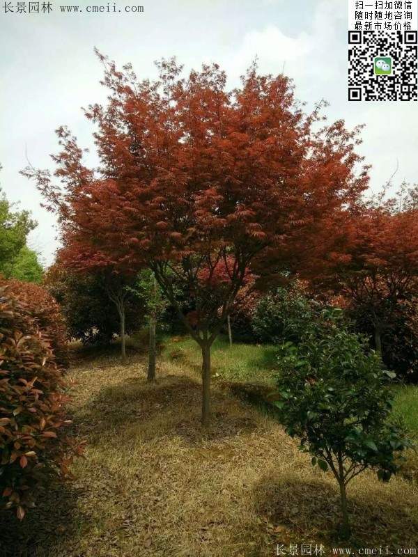 紅楓樹 紅楓樹