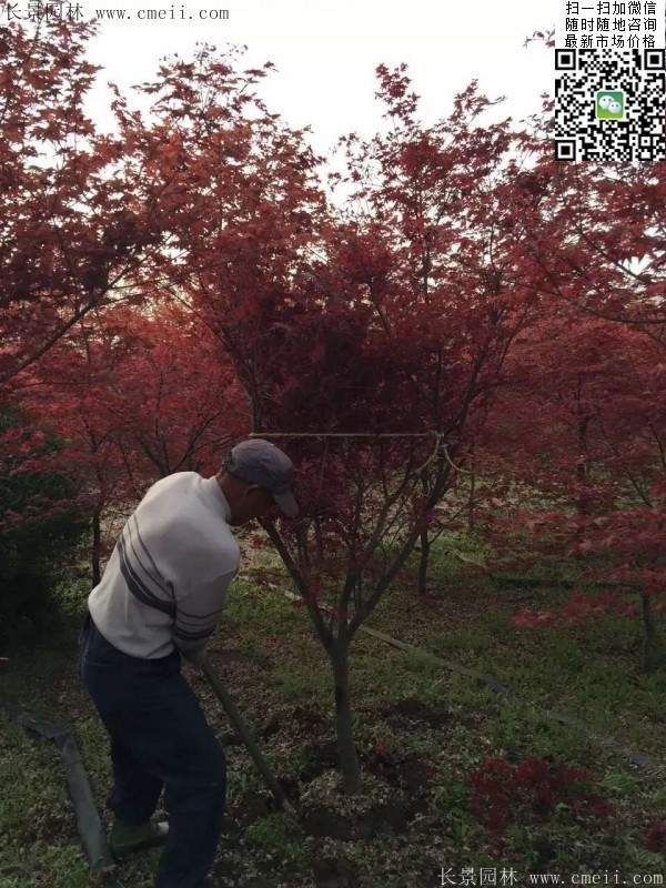 紅楓樹 紅楓樹