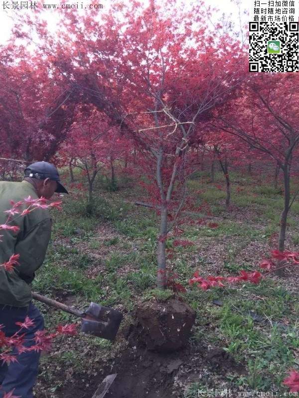 紅楓基地 紅楓基地