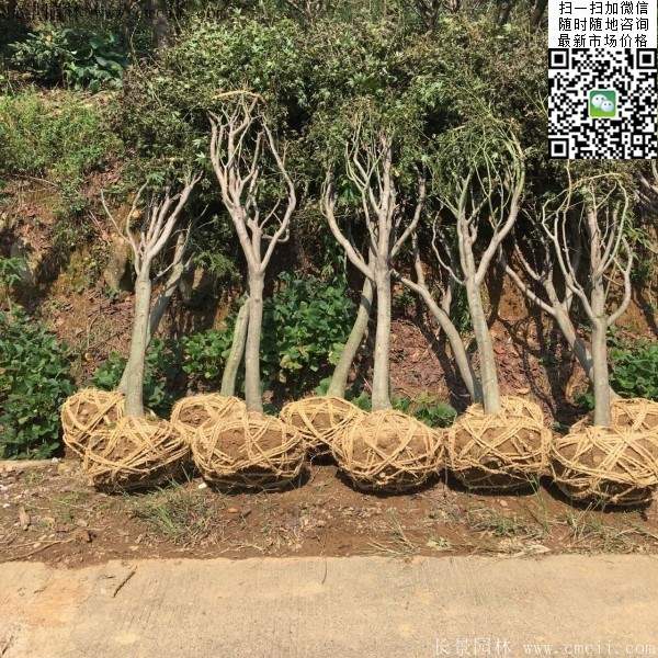 紅楓樹 紅楓樹